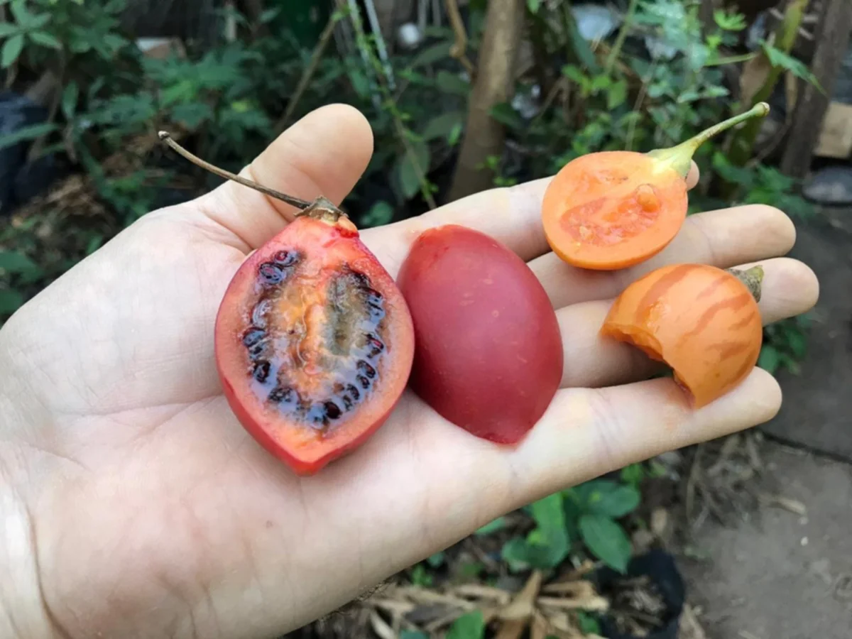 Un ingeniero correntino tiene un vivero con 300 frutales nativos y exóticos