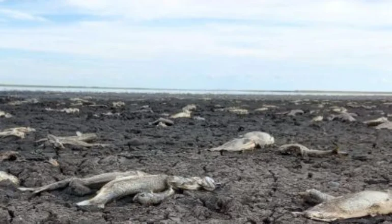Denuncian que obras de una arrocera secó una laguna en Corrientes: impactantes imágenes