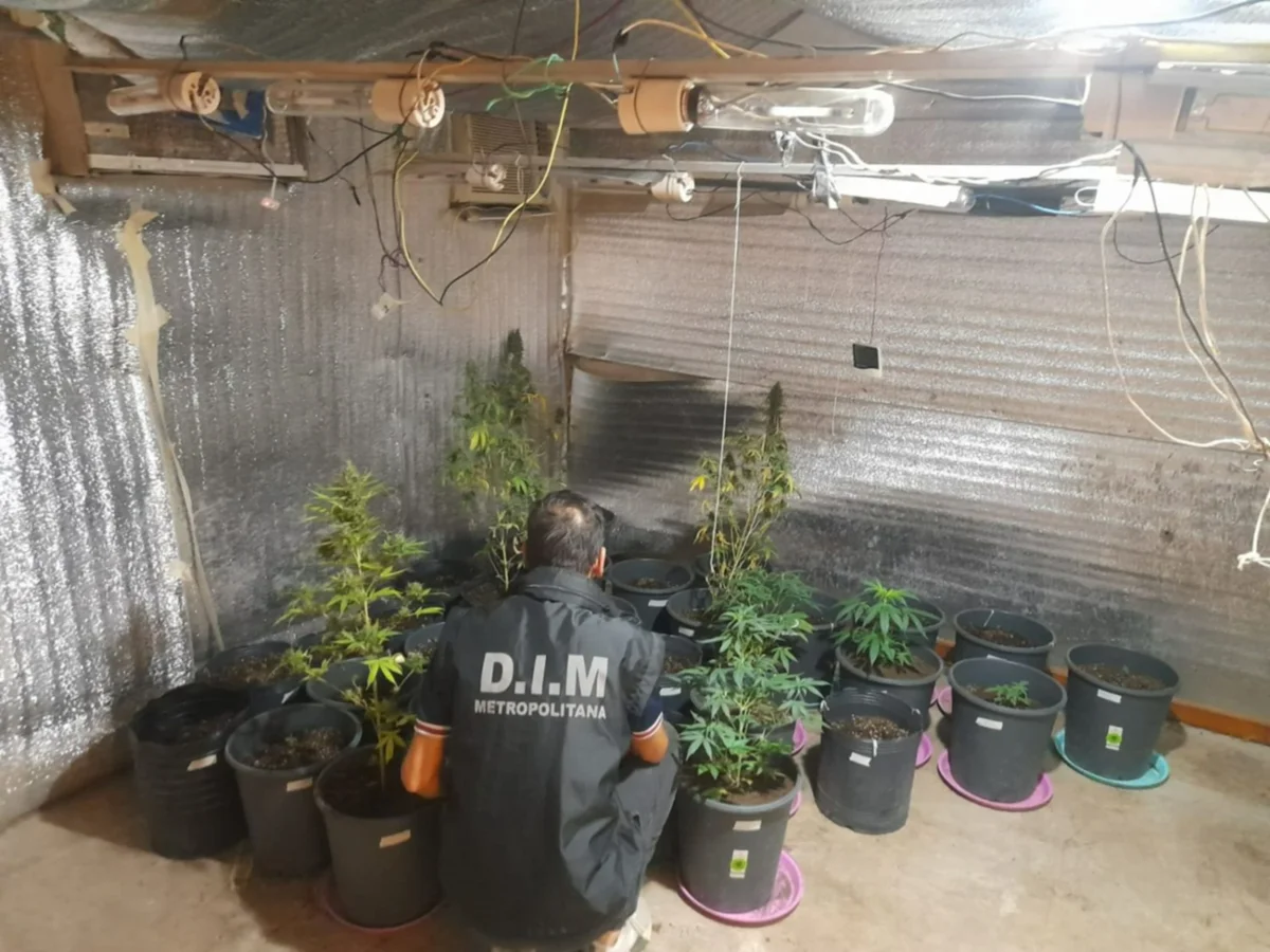 Corrientes: desbarataron un invernadero y laboratorio clandestino de cannabis 