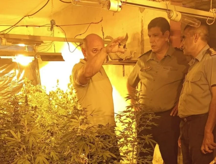 Corrientes: desbarataron un invernadero y laboratorio clandestino de cannabis 
