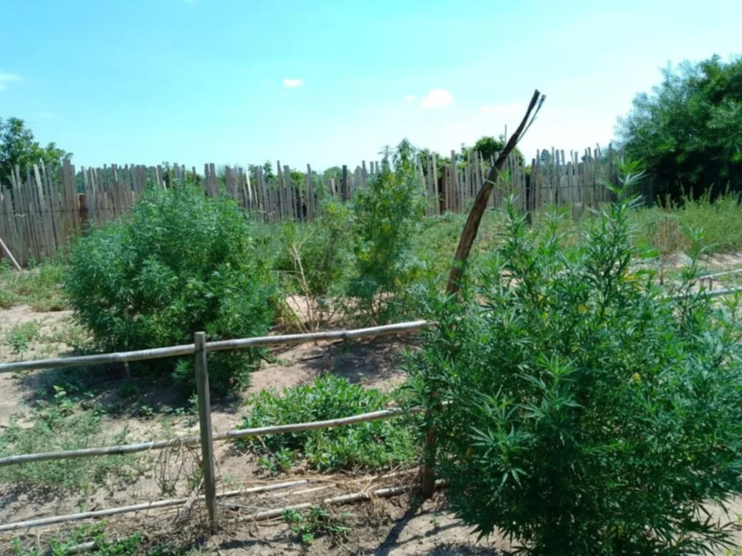 Corrientes: desarticularon un vivero de plantas de marihuana 