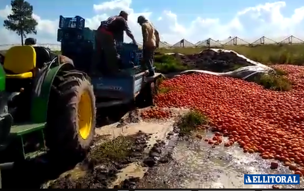 Alerta en el sector hortícola: ante la falta de demanda tuvieron que tirar tomates