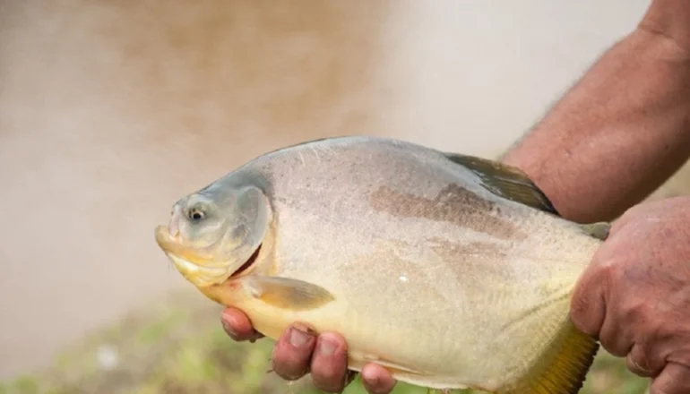 Encontraron alteraciones genéticas en peces del Paraná a causa de un herbicida