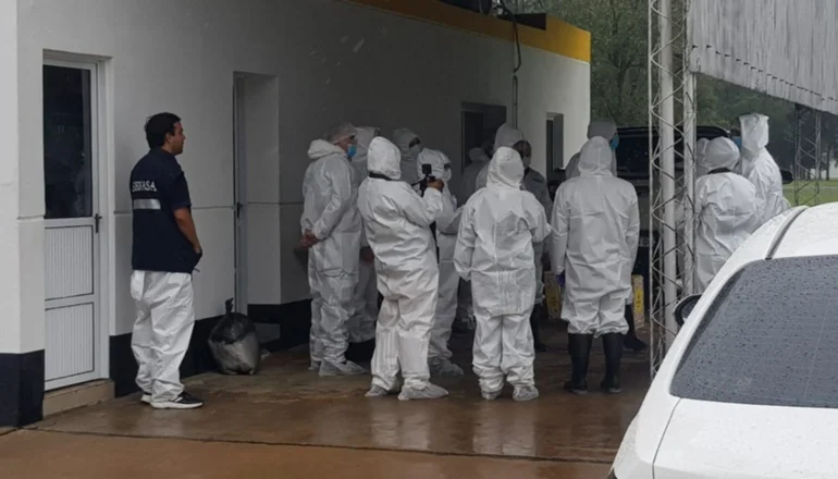 Duro revés para Senasa: el test confirmó que no hay gripe aviar en Avícola Santa Ana