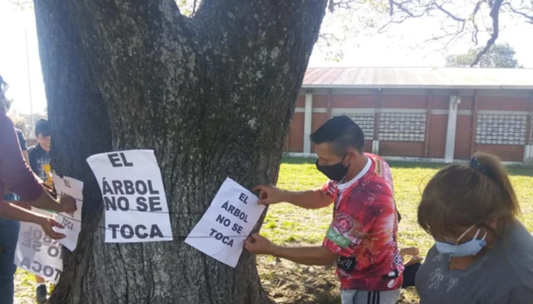 Corrientes: vecinos se alzan para salvar un árbol de más de 120 años