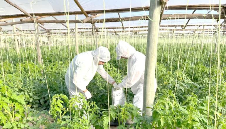 El Senasa ordenó el aislamiento en  una plantación de tomates por un virus