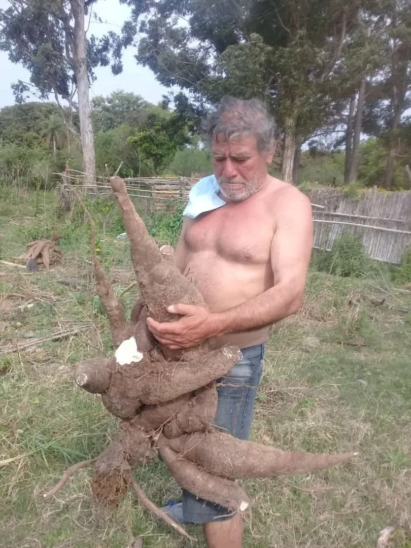 Sorpresa en Corrientes: cosecharon una mandioca de más 35 kilos