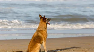 Crearán el primer balneario público y gratuito para perros en la costanera