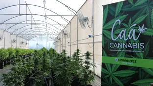 Inversión millonaria y más de 330 plantas: así es el proyecto de cannabis en Corrientes