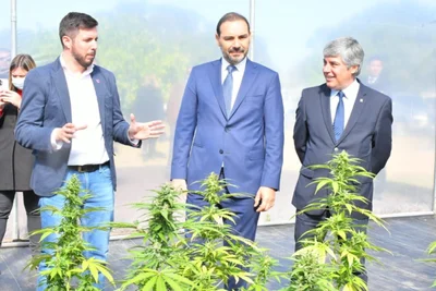 Inversión millonaria y más de 330 plantas: así es el proyecto de cannabis en Corrientes
