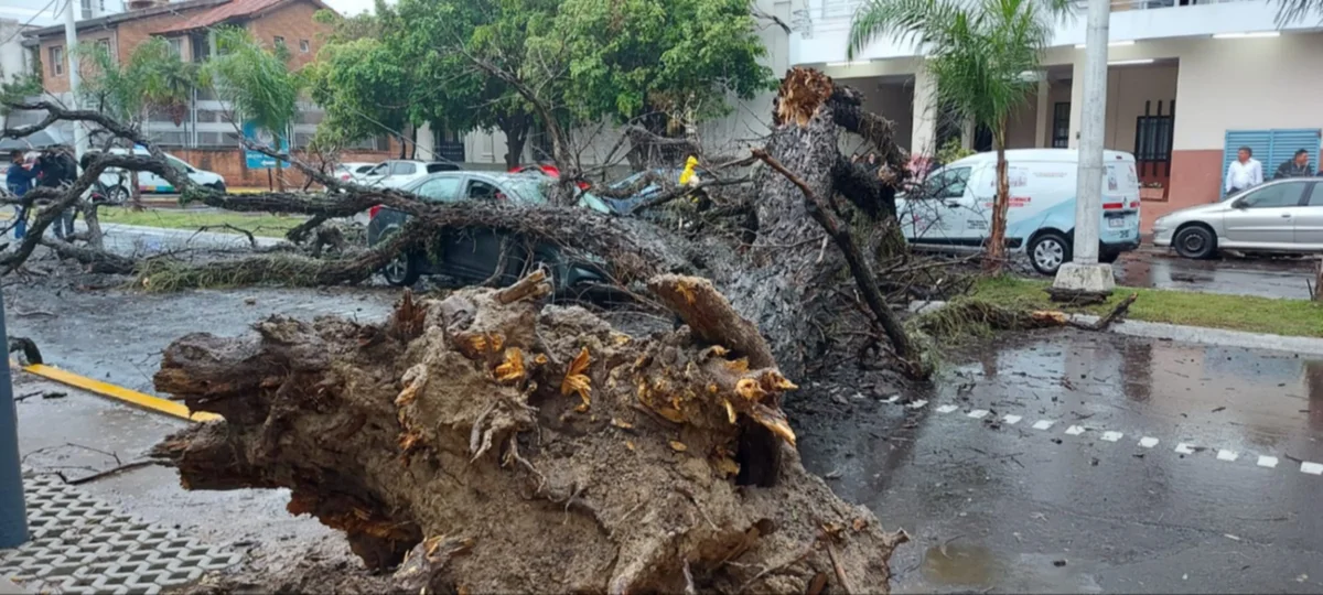 Temporal en Corrientes: cayó un árbol de gran tamaño sobre dos autos