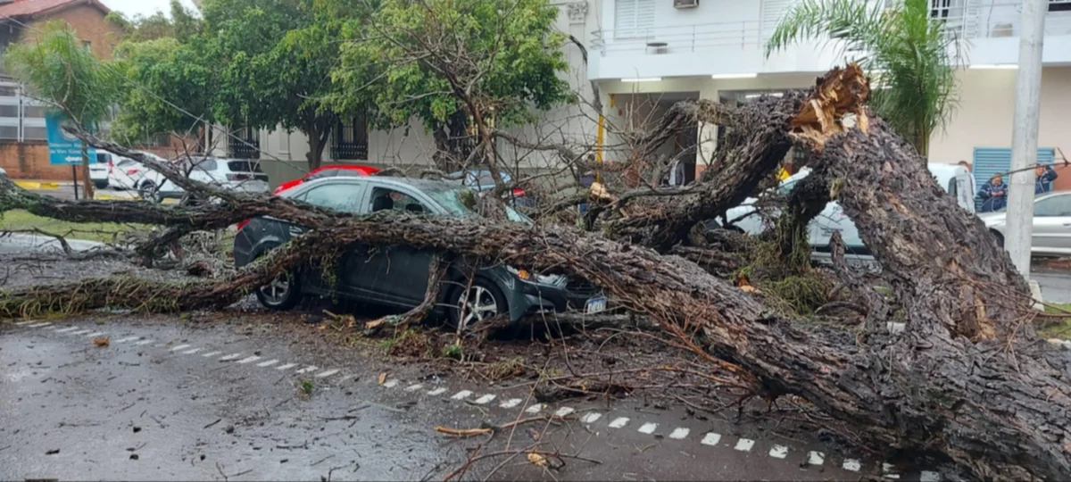 Temporal en Corrientes: cayó un árbol de gran tamaño sobre dos autos