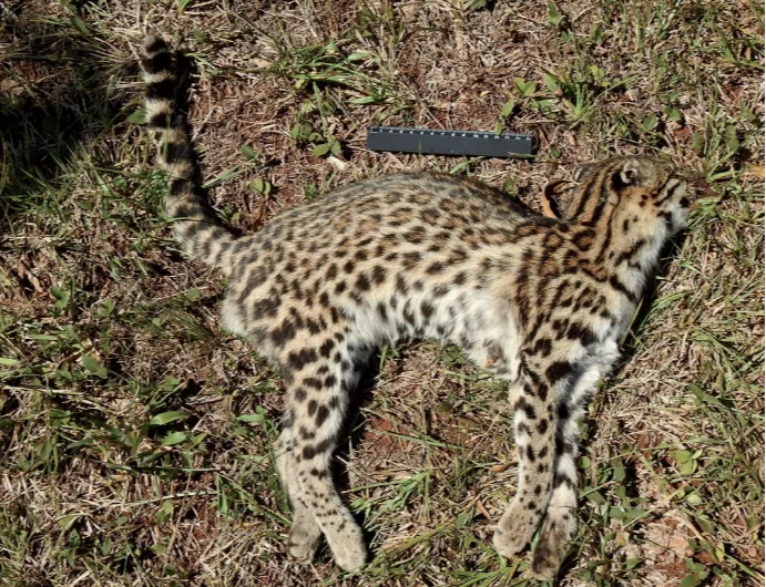 Encontraron a una especie de gato salvaje que se creía extinta en Corrientes