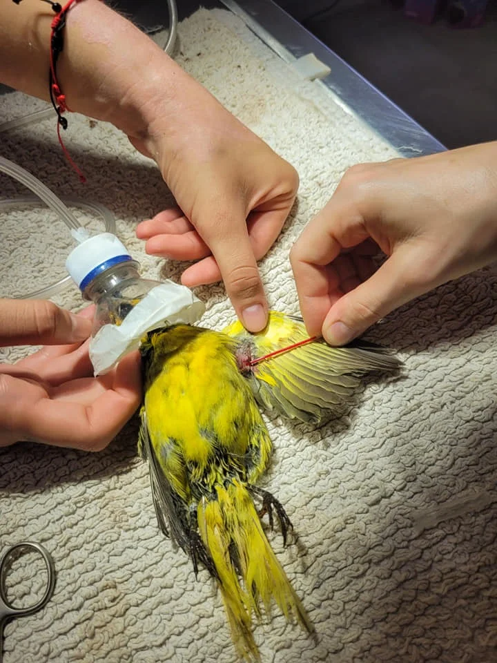 Tráfico de fauna: tuvieron que bañar a un grupo de cardenales amarillos rescatados